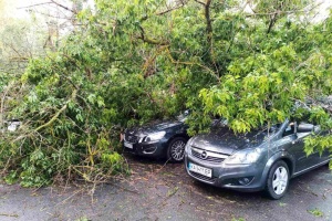 У Києві негода повалила сотні дерев - найбільше у Святошинському та Шевченківському районах